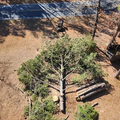 Large tree sections safely lowered after removal