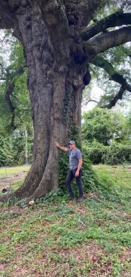 Caring for a mature tree