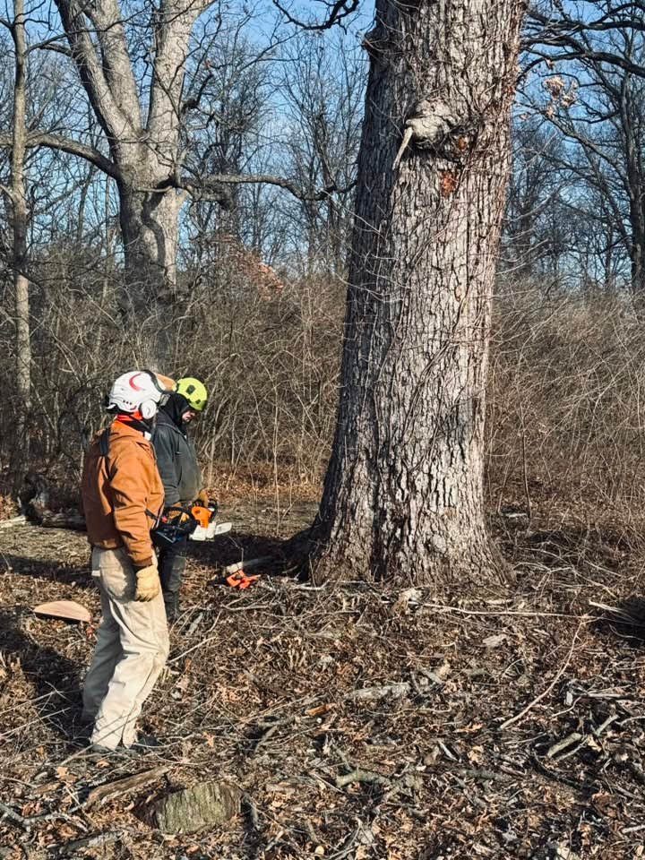 Epic Tree Trim arborists assessing a mature tree
