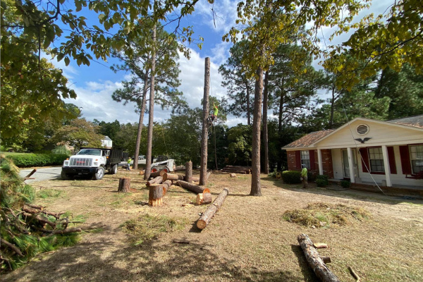 tree services Fayetteville NC