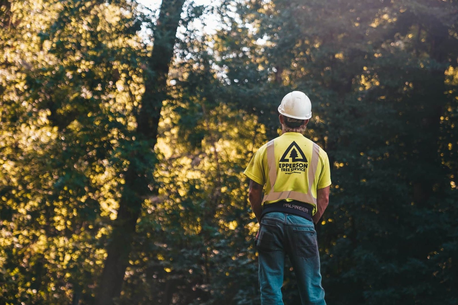 Tarhill tree expert inspecting a large oak in a Fayetteville yard for hazards