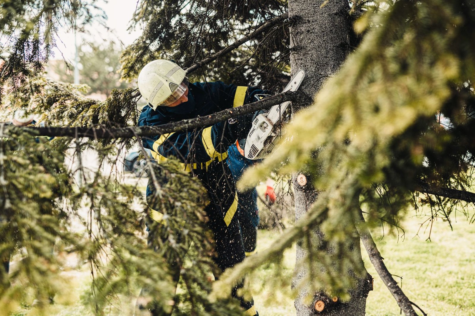 Arborist pruning the crown of a large tree with a saw
