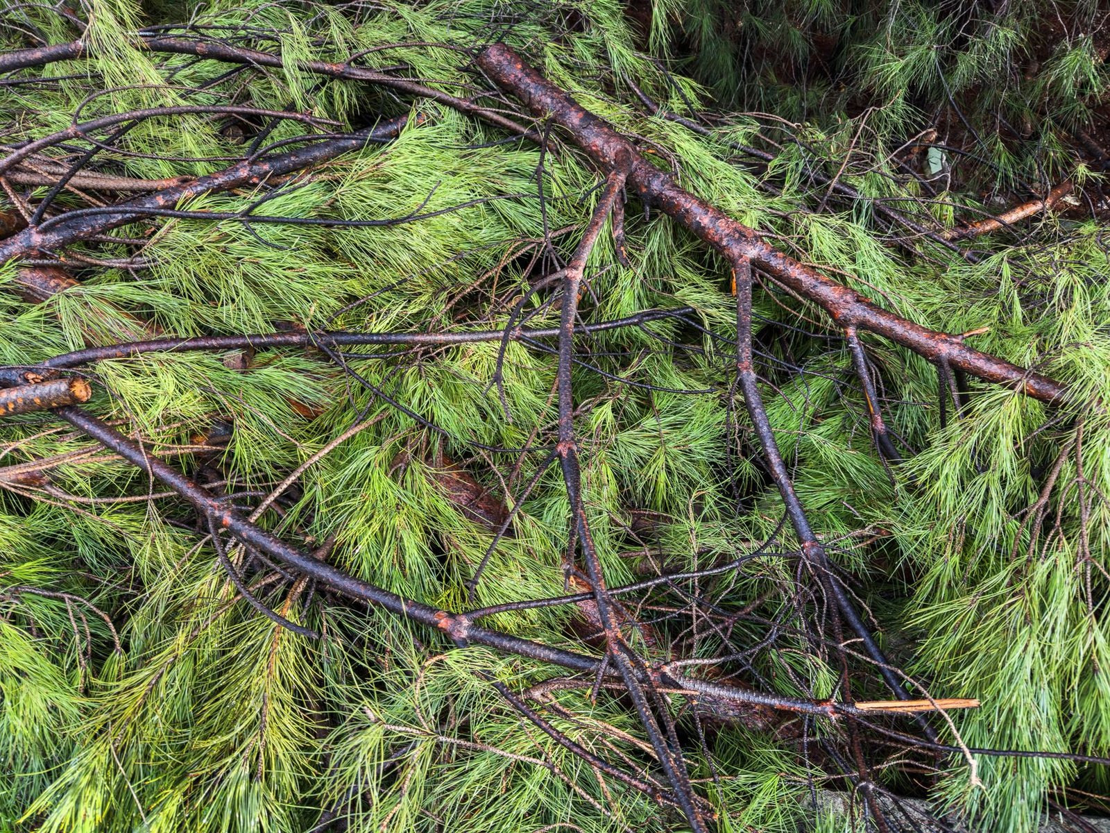 Arborist carefully pruning a mature longleaf pine on an upscale Pinehurst golf-village property