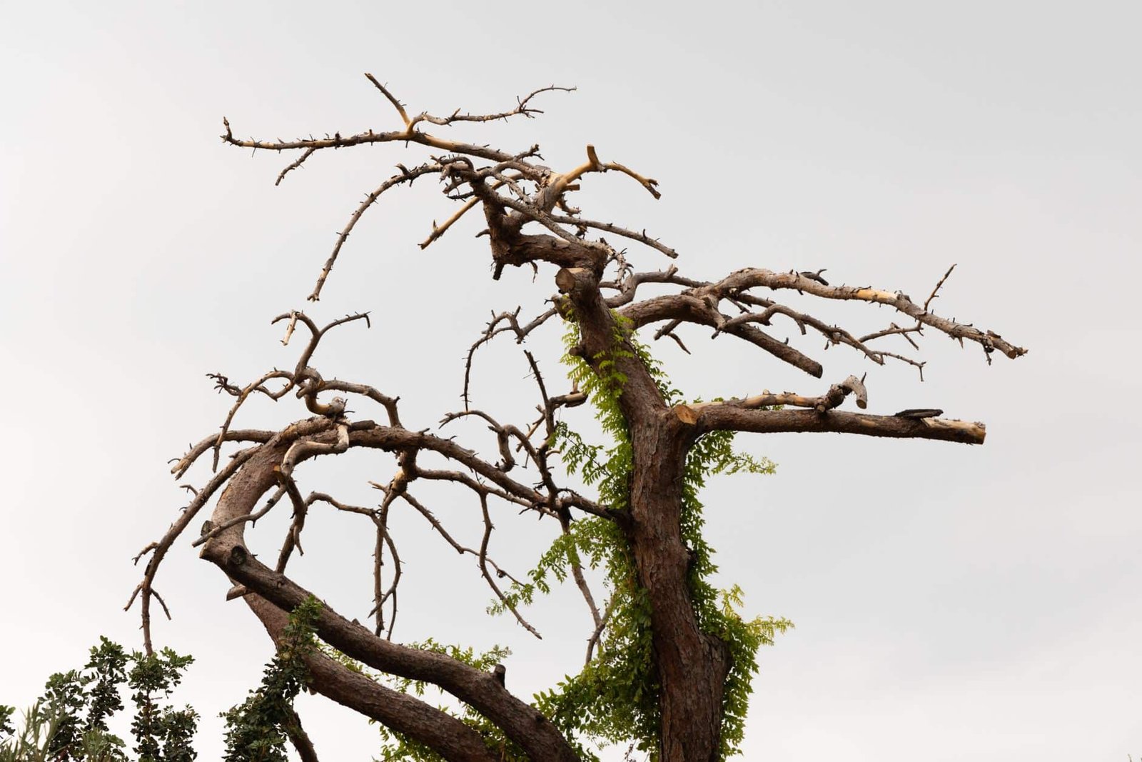 Dead tree with bare brittle branches standing in a Fayetteville yard before removal