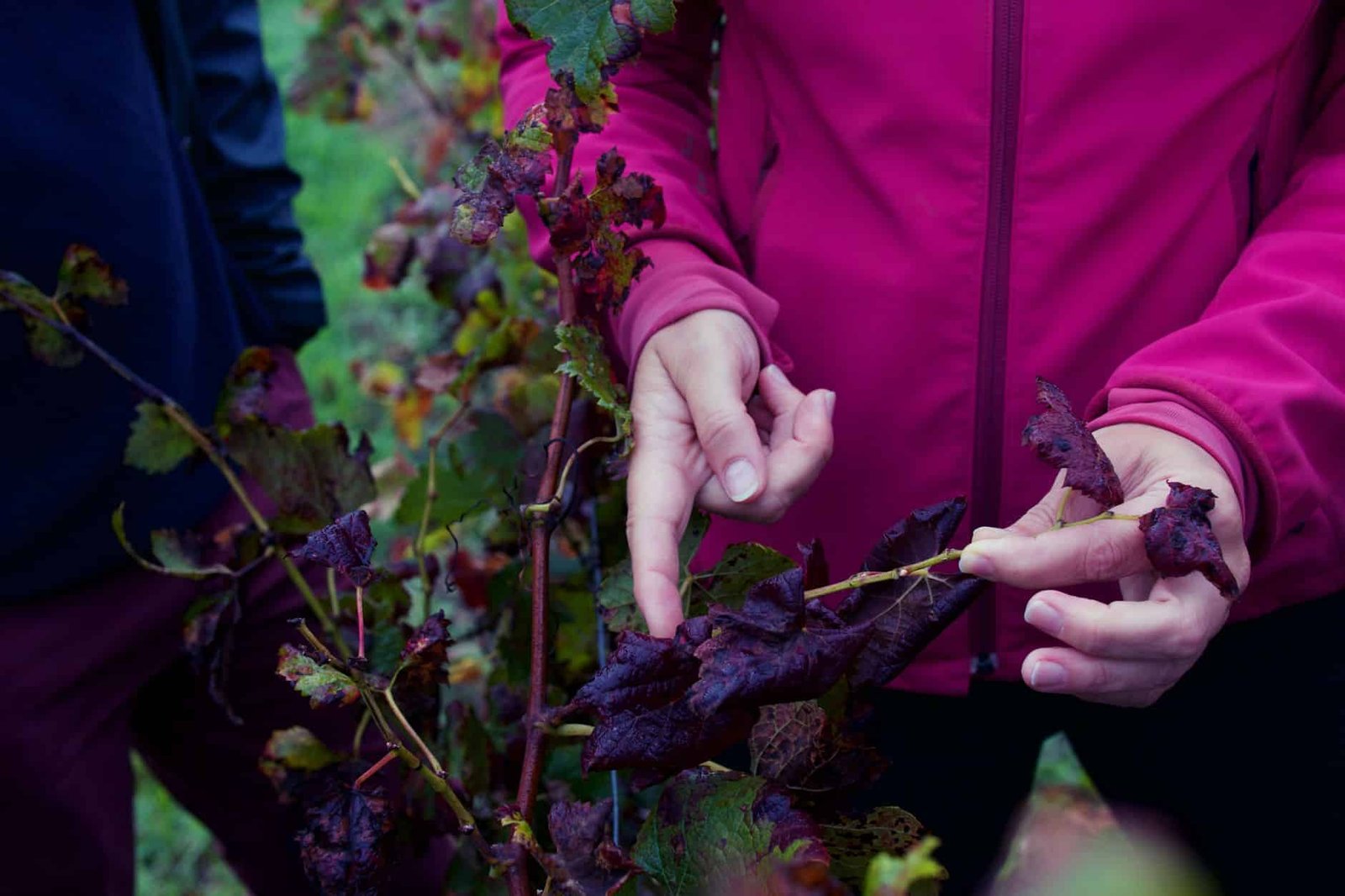 Close-up inspection of diseased tree leaves showing fungal spotting and damage