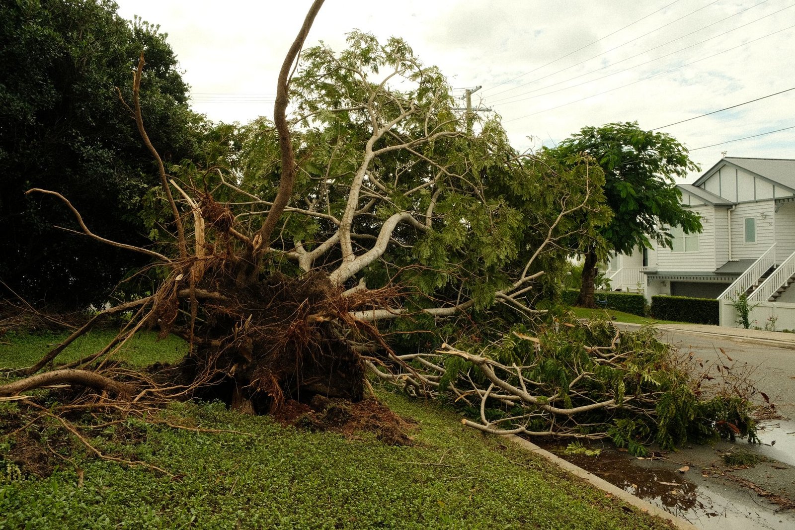 Large dead tree leaning dangerously toward a house after a storm