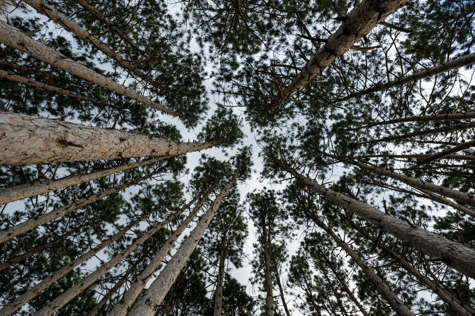 Longleaf pines in the Sandhills near Aberdeen, NC awaiting removal