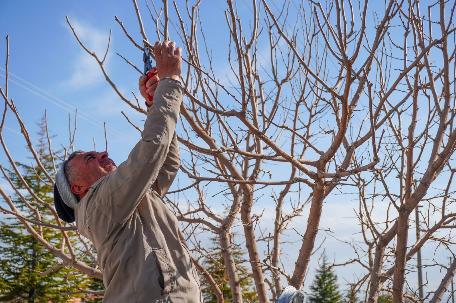 Pruning bare tree branches during the dormant winter season