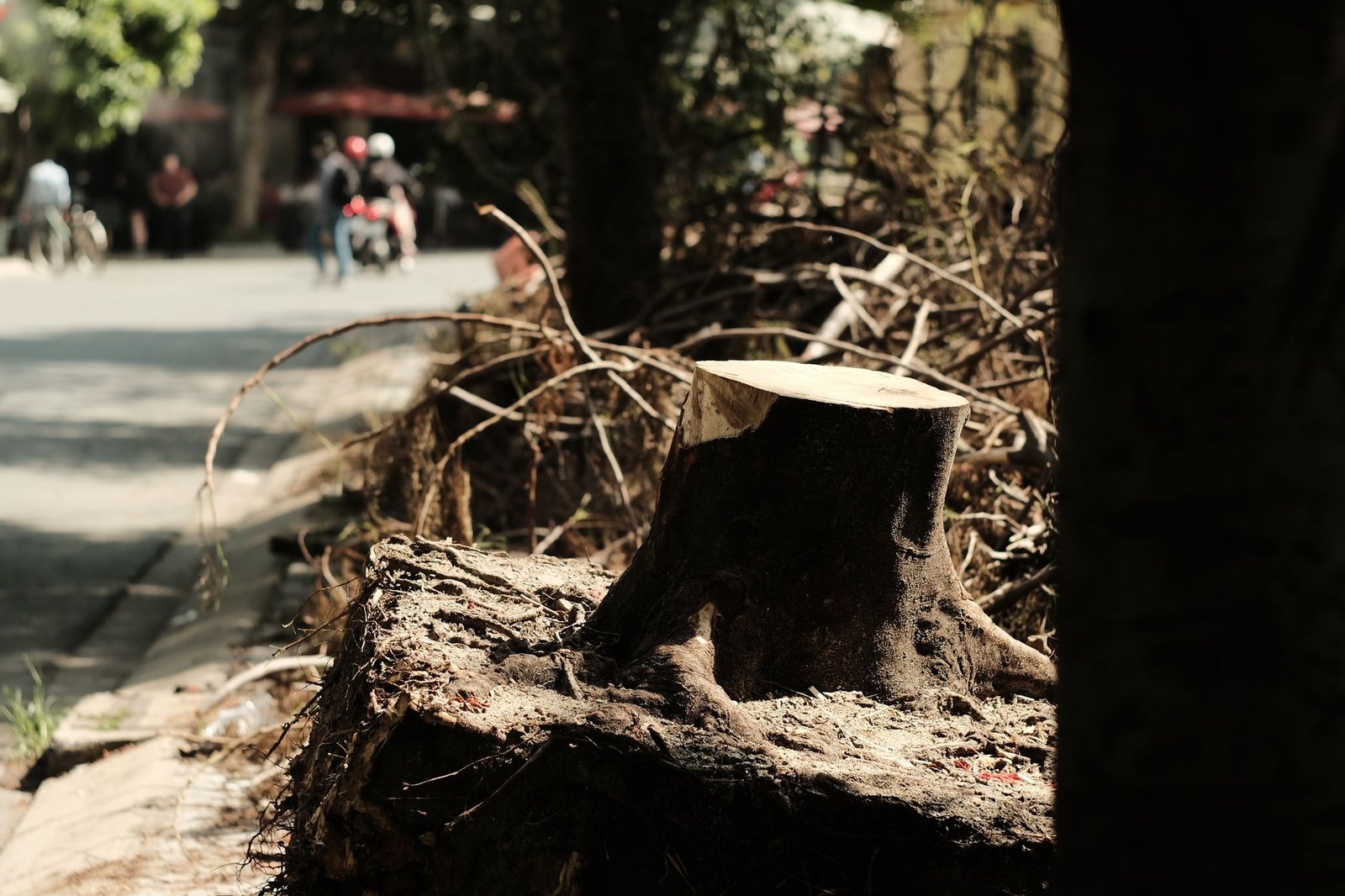 Stump grinder machine grinding down a tree stump in a residential yard