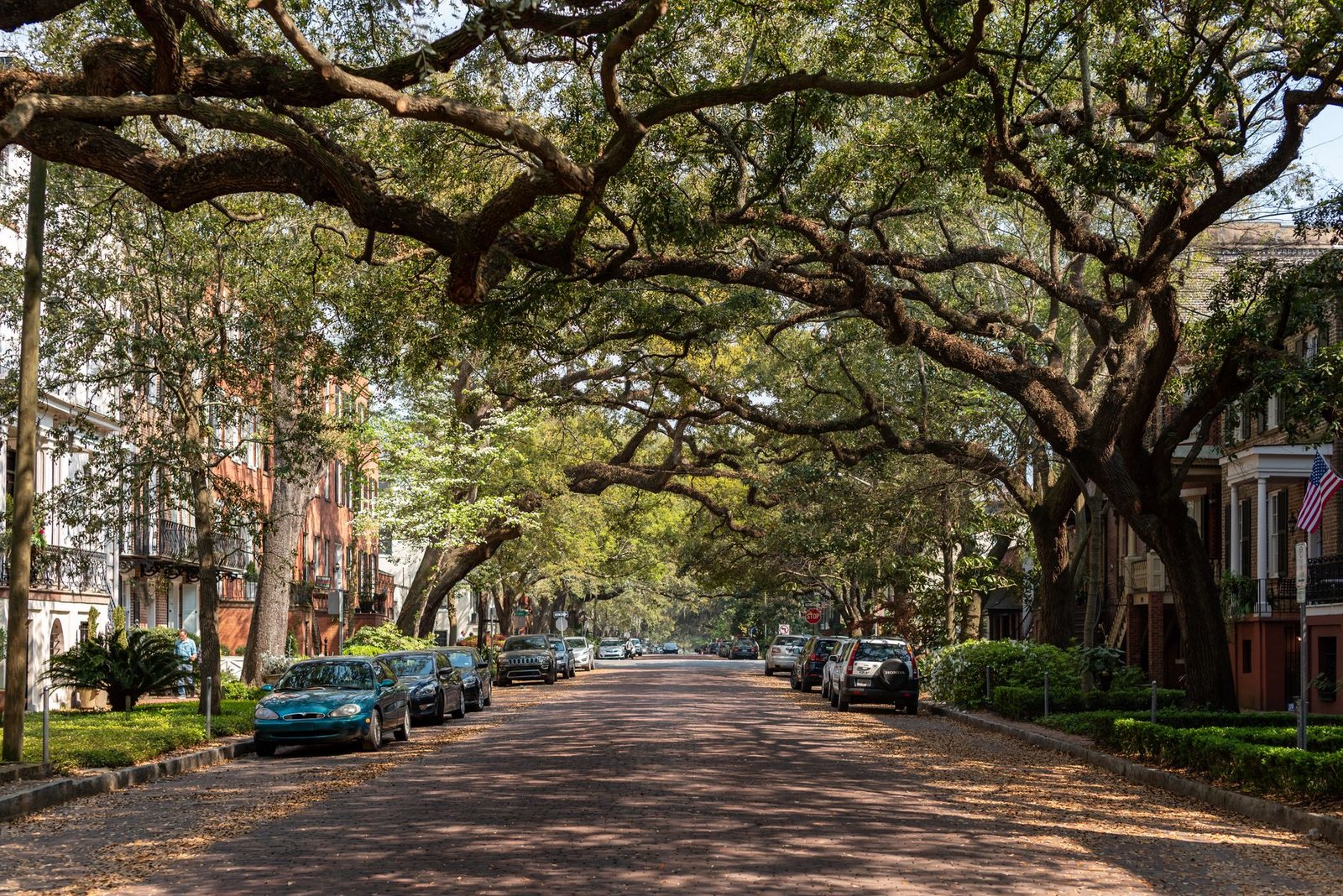 Tall longleaf pines and oaks towering over a Fayetteville, NC neighborhood