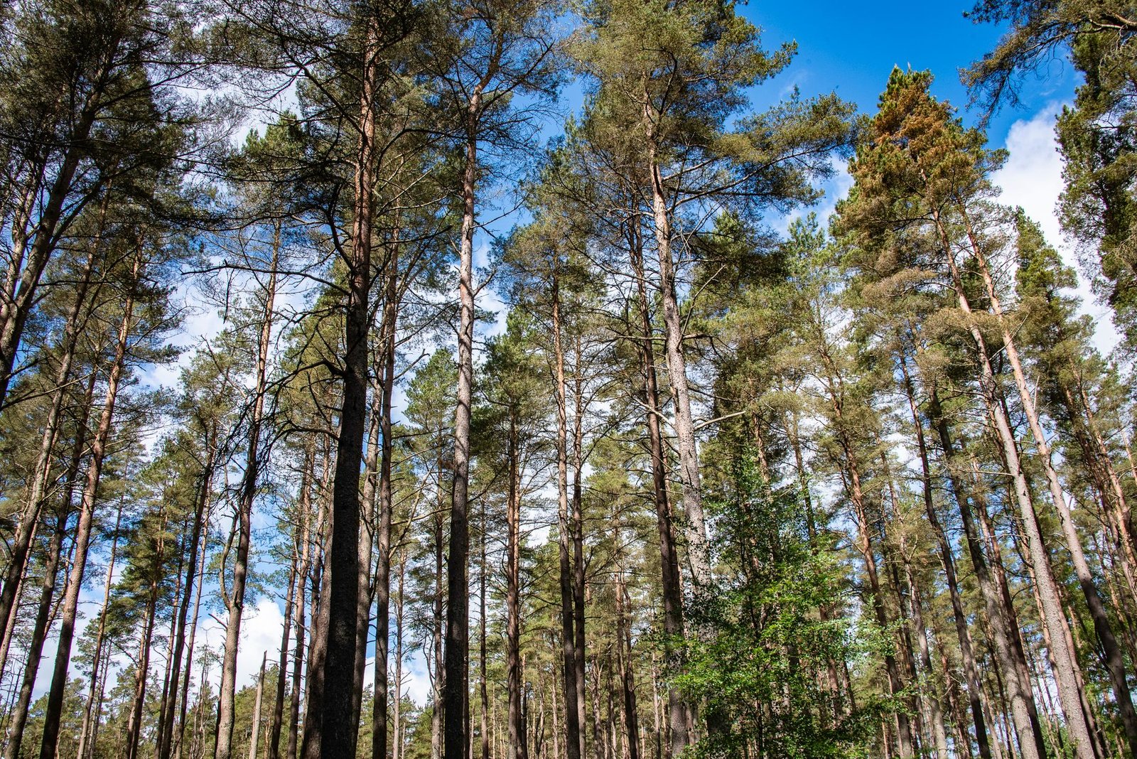 Tall longleaf pines being removed by a tree crew in the Sandhills region