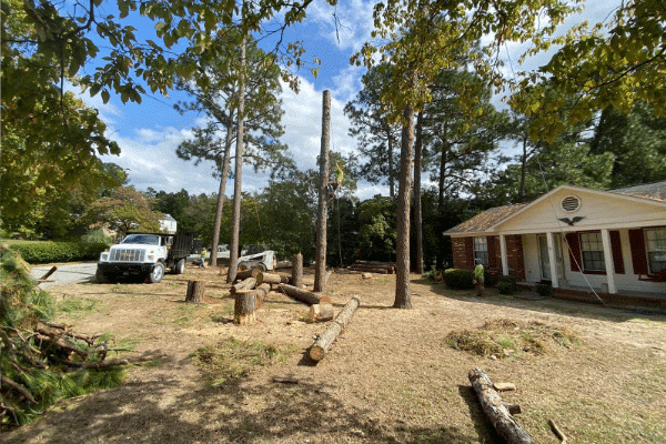 Stump removal and cleanup