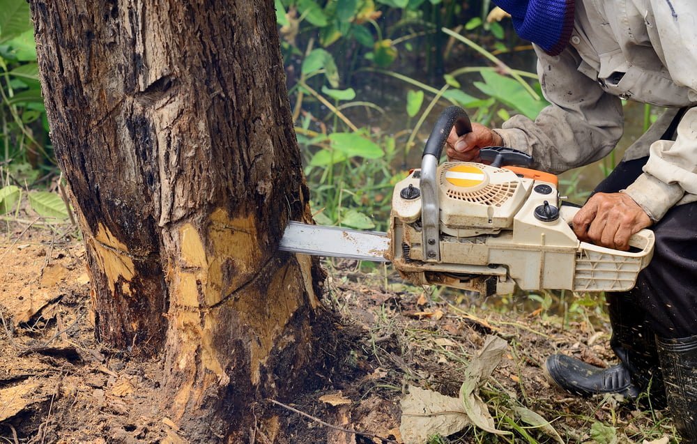 Emergency storm tree removal