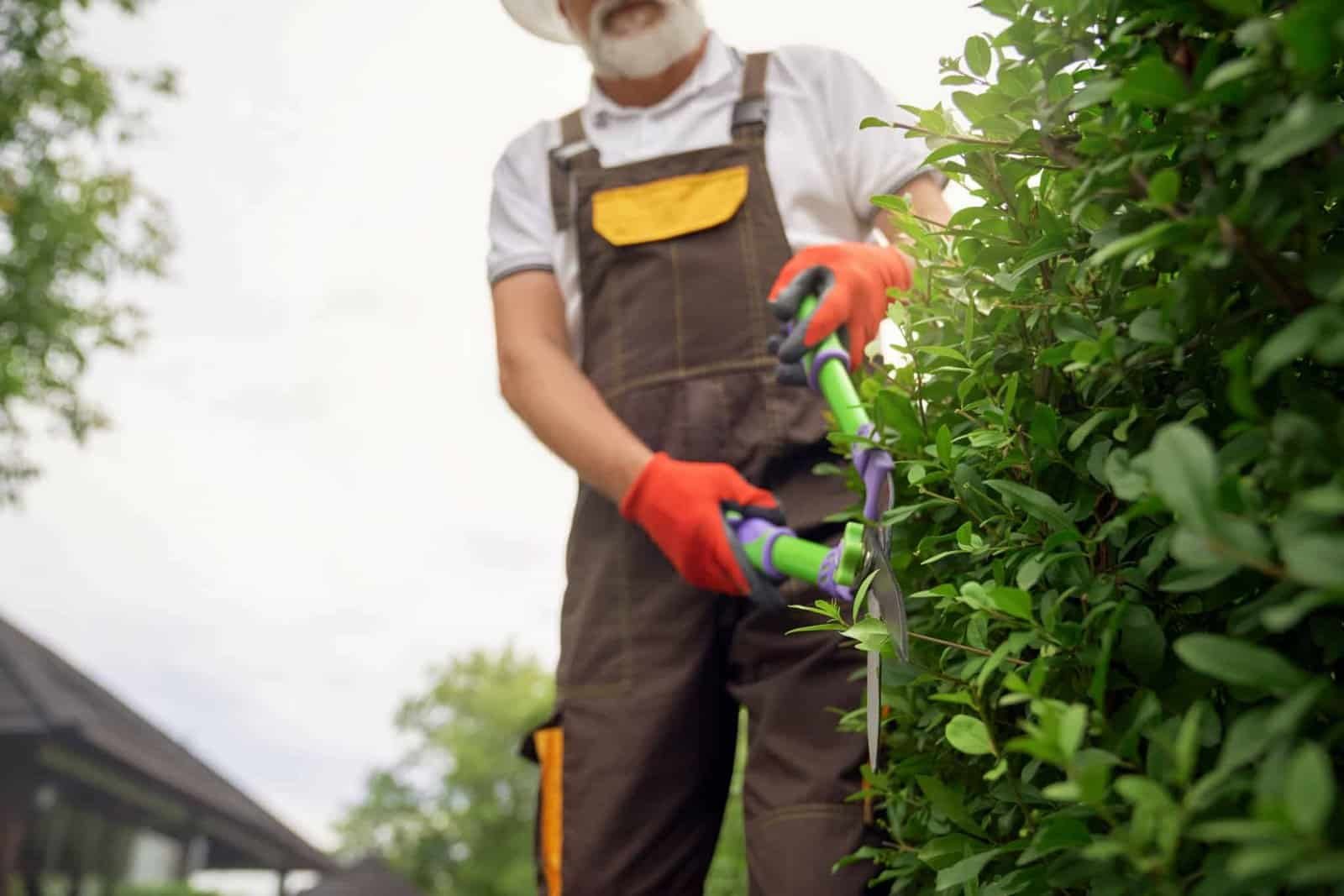 Tree trimming and pruning