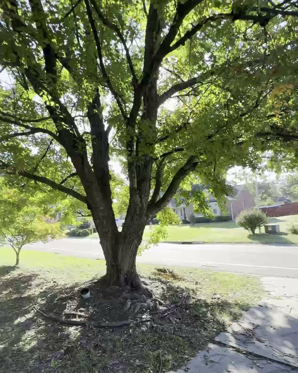 Front-yard tree with surface roots in Arran Lakes West, Fayetteville NC (photo from our estimate visit)