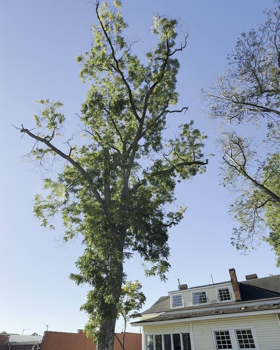 Commercial property: tall hardwood by the parking lot in Downtown Fayetteville, Fayetteville NC (photo from our estimate visit)