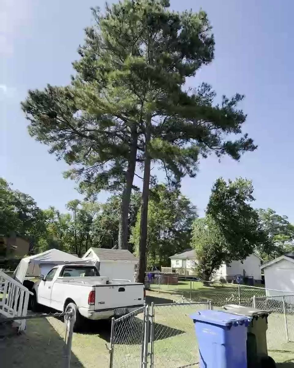 Very tall pine towering over the yard in East Fayetteville, Fayetteville NC (photo from our estimate visit)