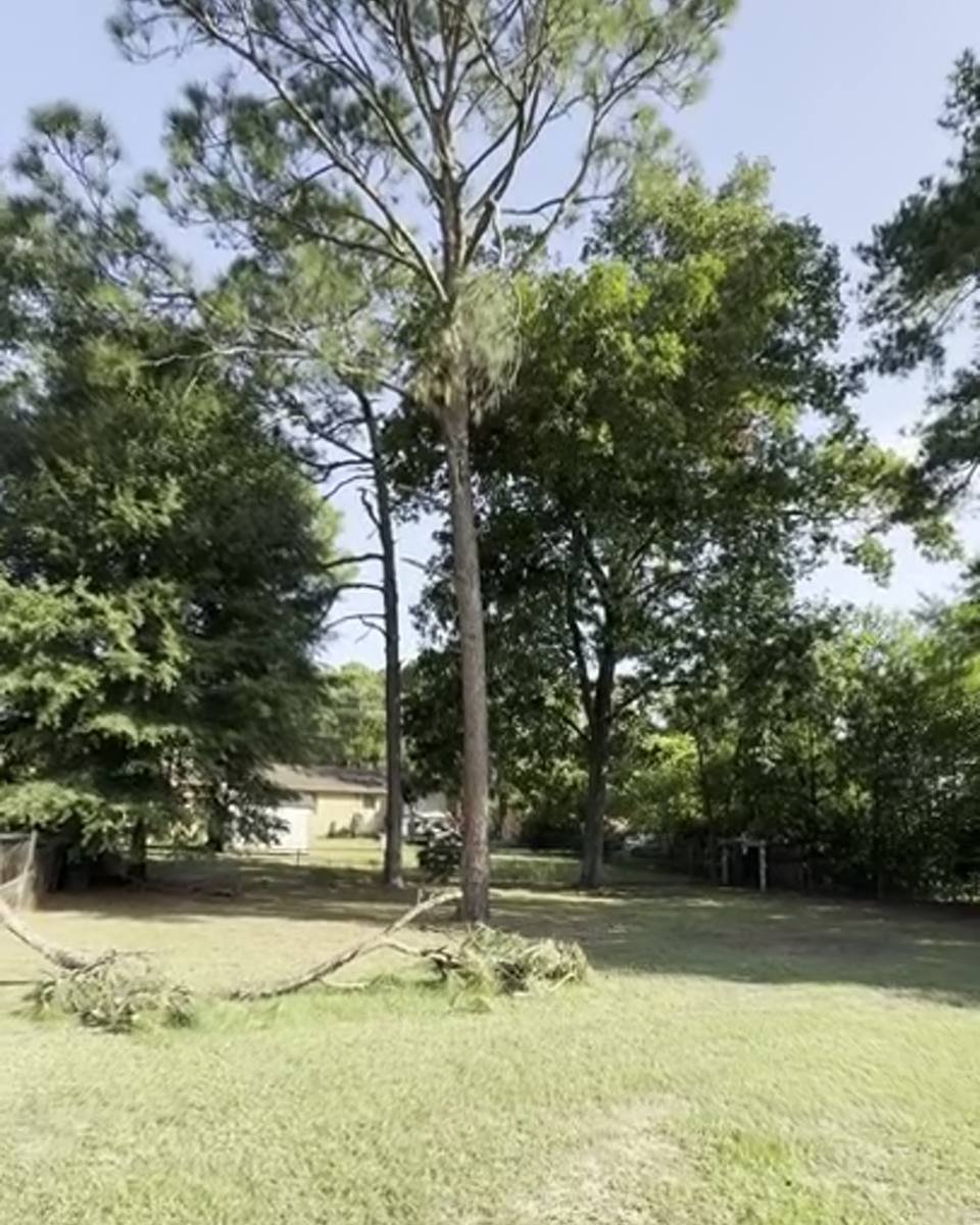 Tall pine with a dropped limb in Esterbrook, Fayetteville NC (photo from our estimate visit)