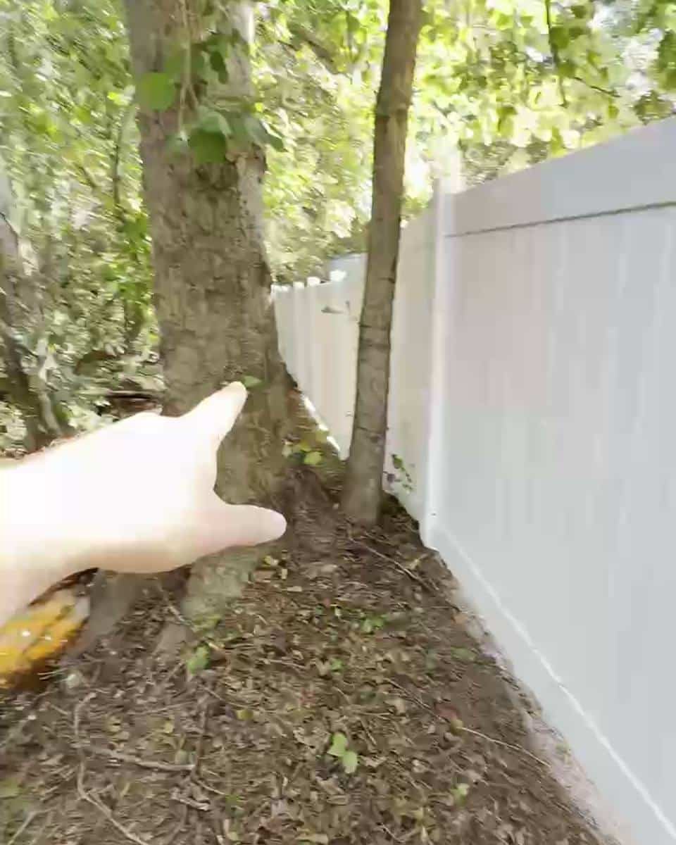 Trees grown into a vinyl fence in Fairway Forest, Hope Mills NC (photo from our estimate visit)