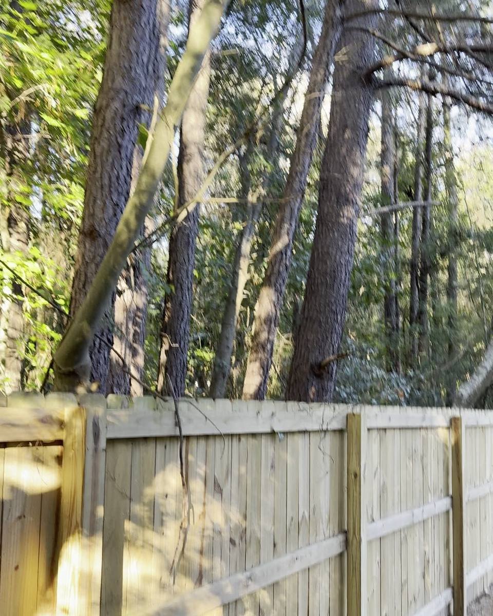 Leaning trees along a new privacy fence in Farrington, Fayetteville NC (photo from our estimate visit)