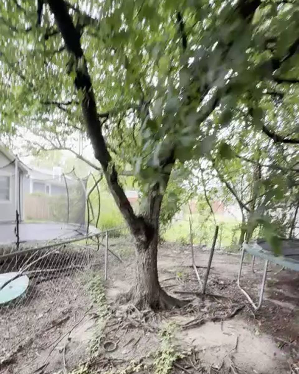 Multi-trunk tree removal in a tight backyard in Glen Reilly, Fayetteville NC (photo from our estimate visit)