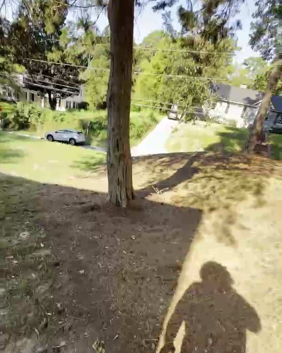 Hillside tree near power lines in Haymount, Fayetteville NC (photo from our estimate visit)