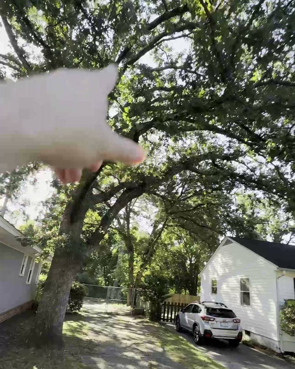 Oak limbs over the roof and driveway in Haymount, Fayetteville NC (photo from our estimate visit)