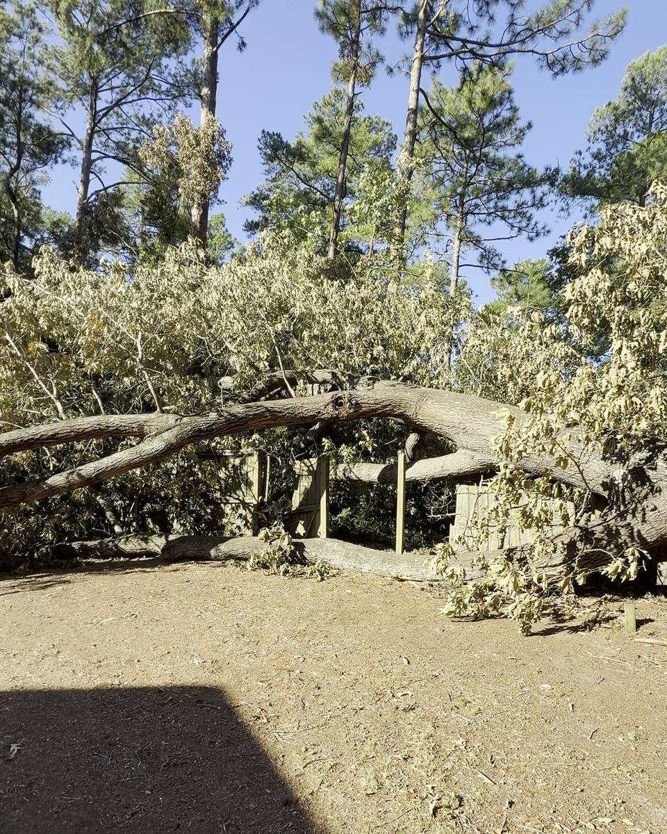 Fallen oak across a fence and outbuilding in Hickory Grove, Fayetteville NC (photo from our estimate visit)
