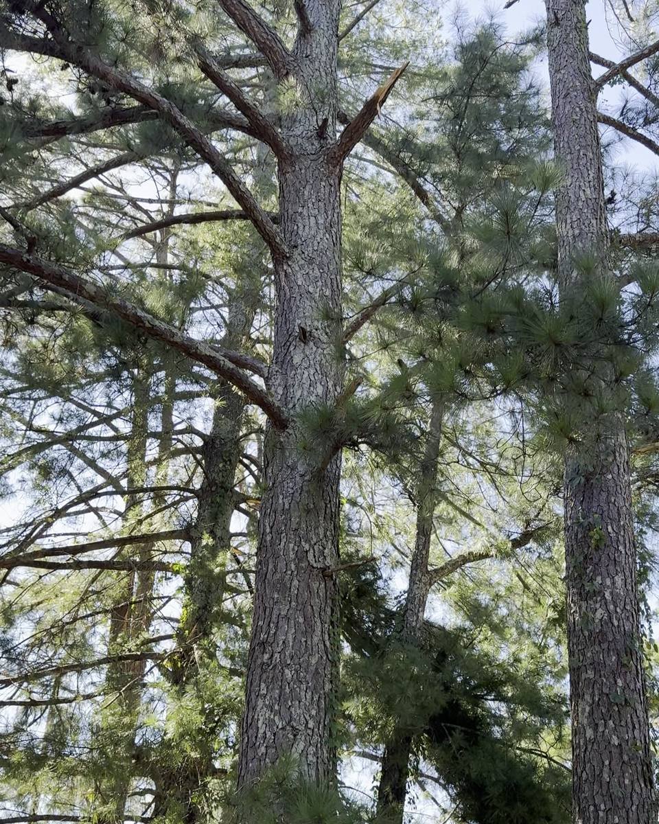 Pine with a snapped, splintered top in Kornbow Lake, Fayetteville NC (photo from our estimate visit)