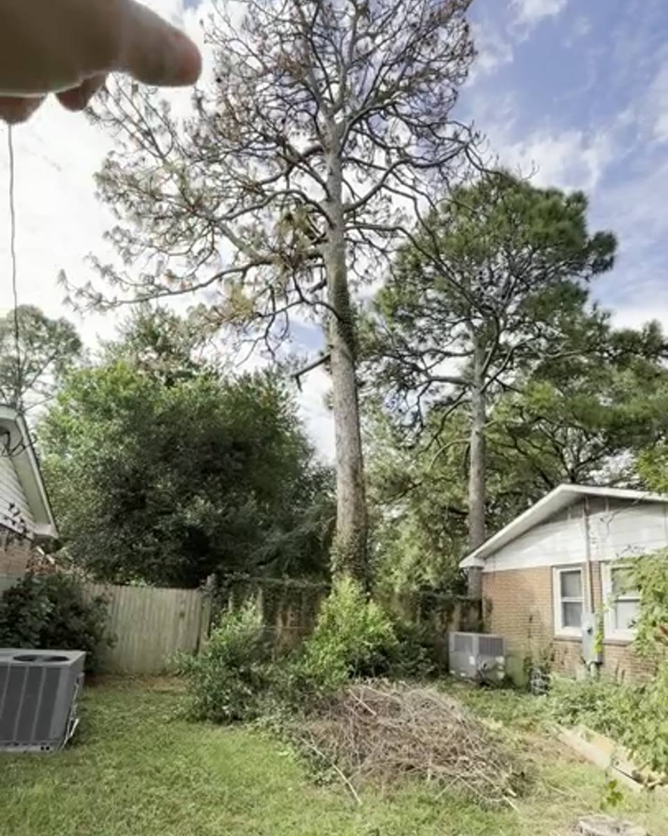 Dead pine beside a brick house in Lafayette Village, Fayetteville NC (photo from our estimate visit)