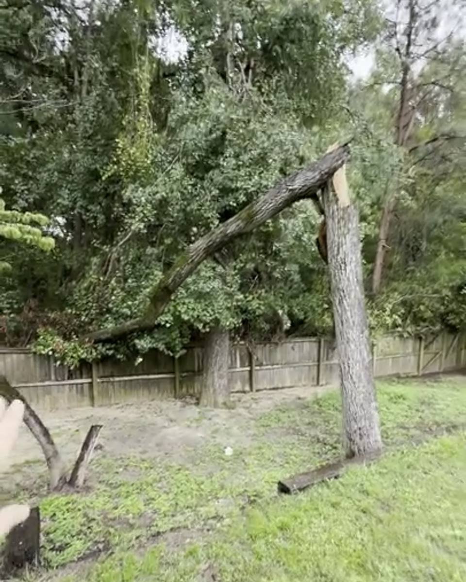 Snapped top hanging over a privacy fence in Lake Rim North, Fayetteville NC (photo from our estimate visit)