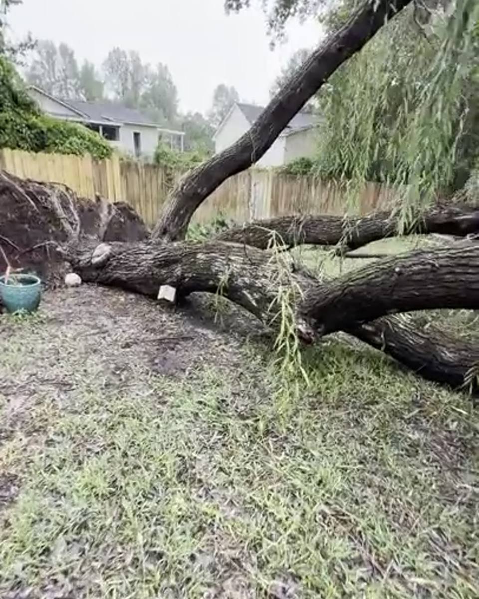 Uprooted tree and a dead pine in Manchester Forest, Spring Lake NC (photo from our estimate visit)