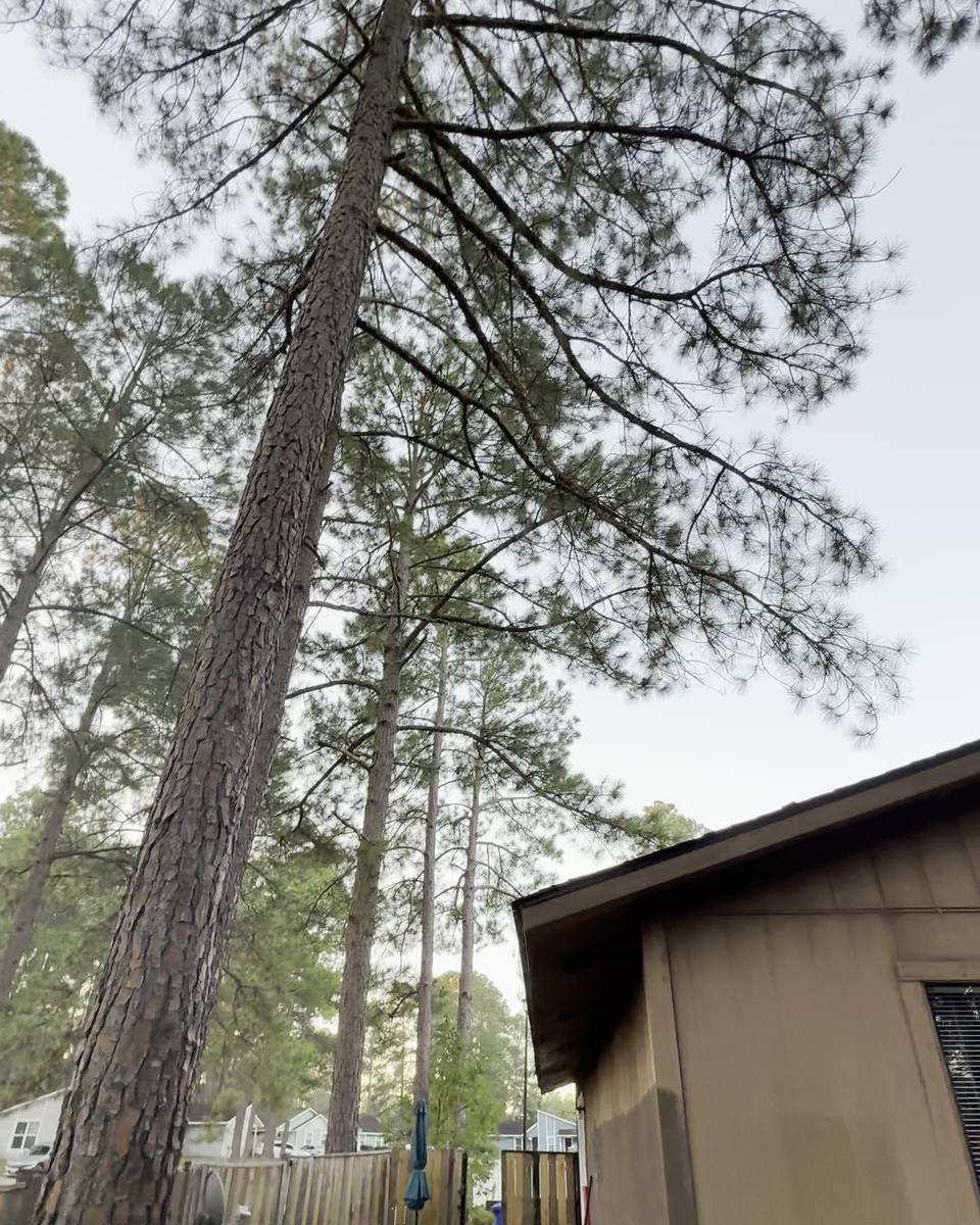 Pine growing against the house in McArthur Place, Fayetteville NC (photo from our estimate visit)