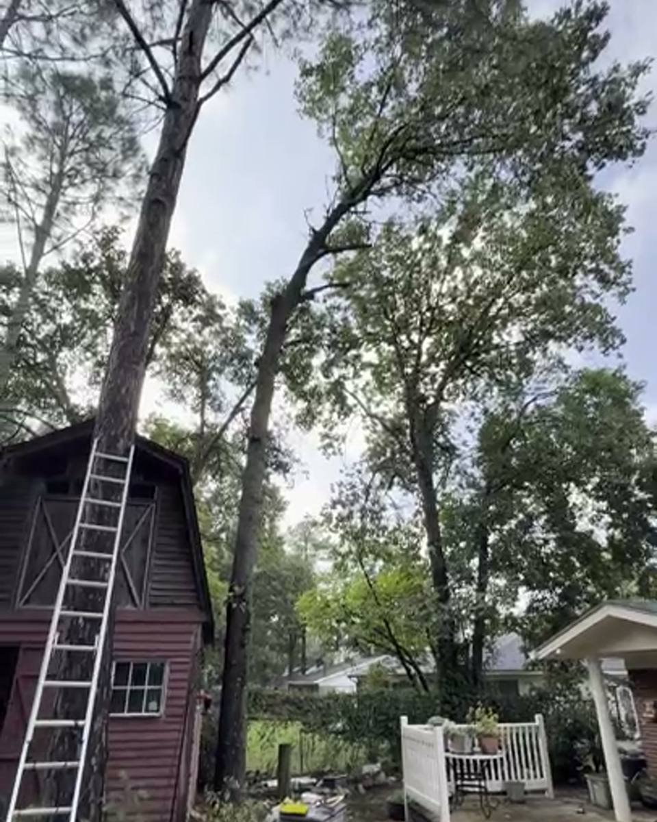 Tall pine beside a backyard shed in Montibello, Fayetteville NC (photo from our estimate visit)