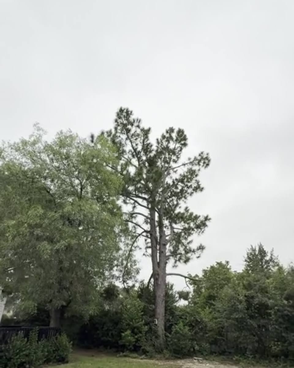 Tall pine removal at the back of the lot in Pine Lakes Estates, Fayetteville NC (photo from our estimate visit)