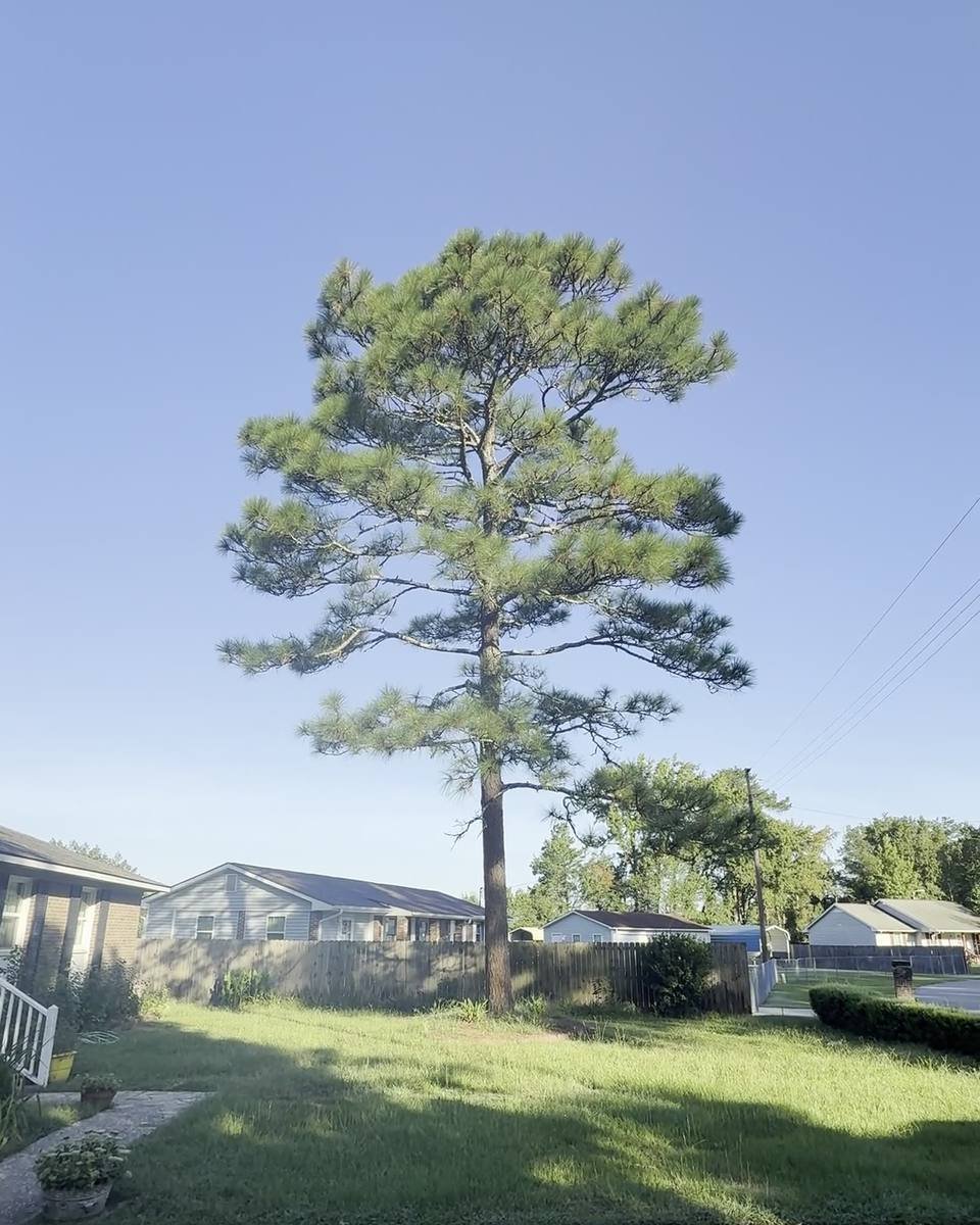 Front-yard pine removal near a service line in Scotsdale, Fayetteville NC (photo from our estimate visit)