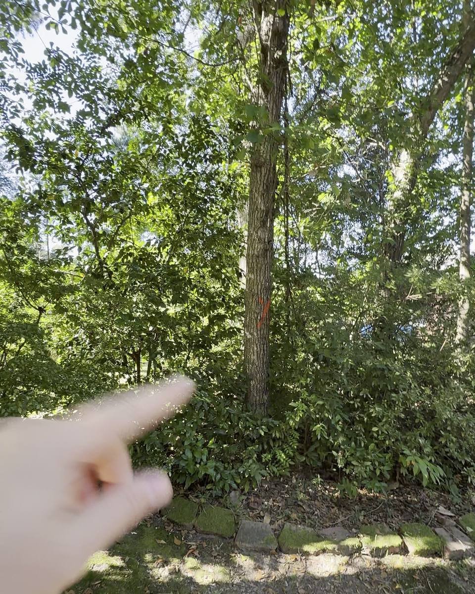 Marked hardwood in a wooded backyard in Stratford Hills, Fayetteville NC (photo from our estimate visit)