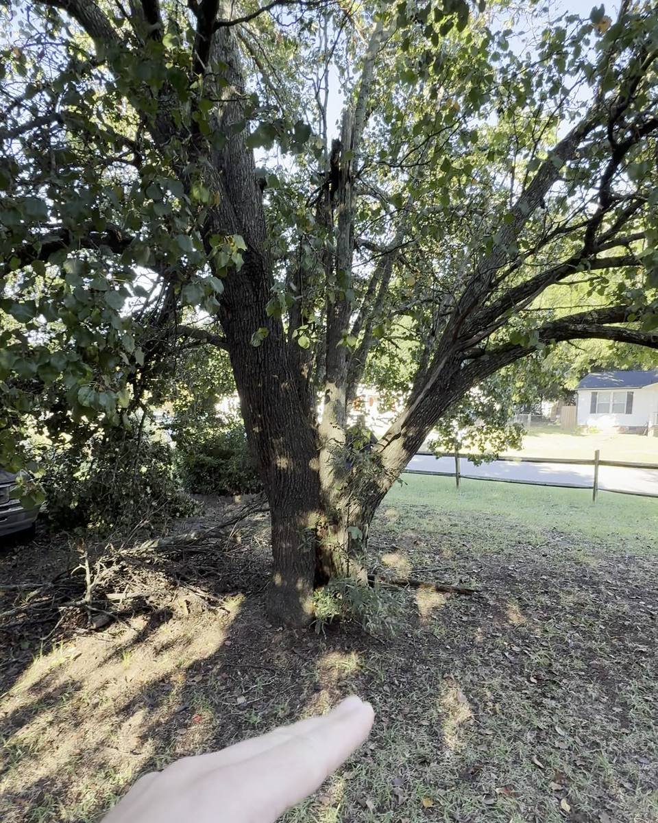 Split Bradford pear and a large oak in Tanglewood South, Fayetteville NC (photo from our estimate visit)