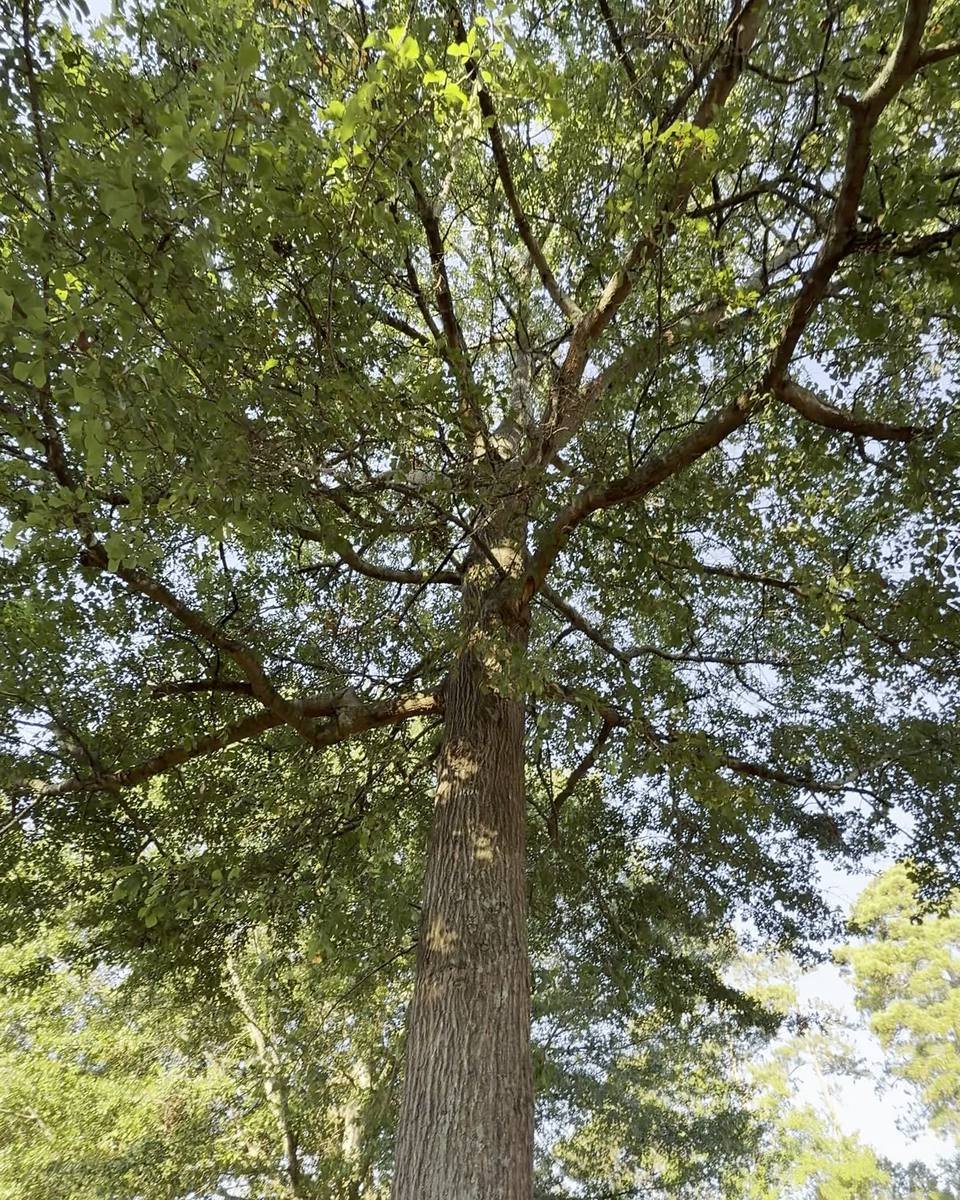 Backyard oak removal with stump grinding in Woodchase, Fayetteville NC (photo from our estimate visit)